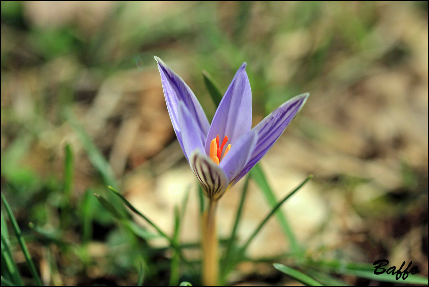 Crocus reticulatus / Zafferano triestino